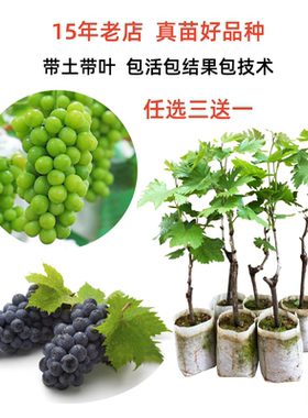 阳光玫瑰配种巨峰夏黑嫁接葡萄苗