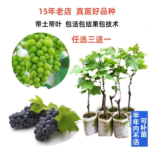 阳光玫瑰爬藤葡萄苗树苗嫁接苗夏黑美国澳洲无籽红提南方北方