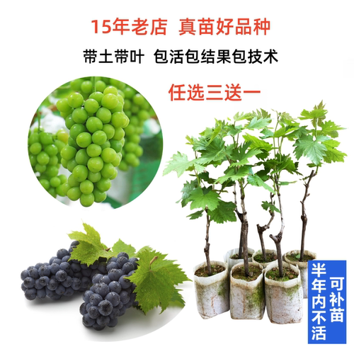 阳光玫瑰配种巨峰夏黑嫁接葡萄苗
