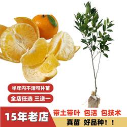 蜜甜化渣改良配种手剥皮皇妃贡柑德庆皇帝柑嫁接苗果树苗南方北方