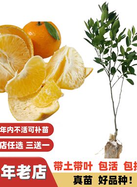 蜜甜化渣配种皇帝柑嫁接果树苗