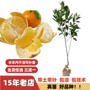 蜜甜化渣改良配种手剥皮皇妃贡柑德庆皇帝柑嫁接苗果树苗南方北方