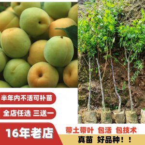 北方南方梅子苗树苗泡酒酸梅苗玉梅永泰青梅苗话梅苗嫁接苗改良