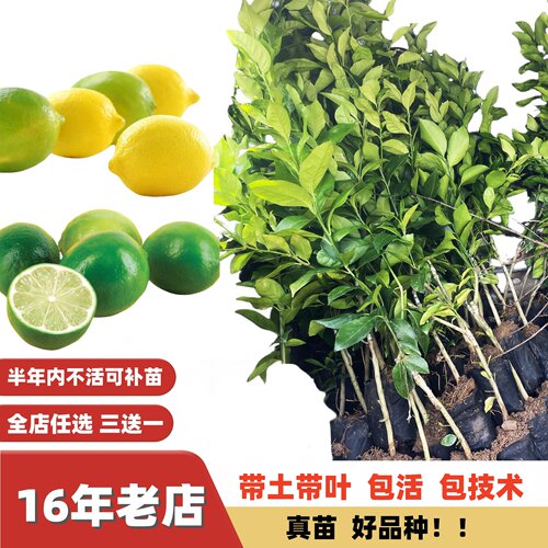 新品种塔希提香水柠檬青柠果苗