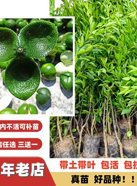 改良新会陈皮柑嫁接苗当年结果