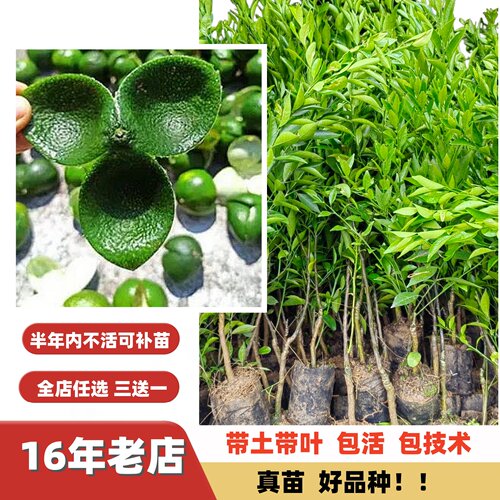 改良新会陈皮柑嫁接苗当年结果
