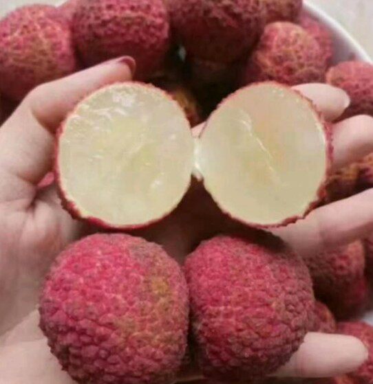 桂味糯米糍妃子笑海南澄迈a4无核荔枝果树苗嫁接苗当年结果南方