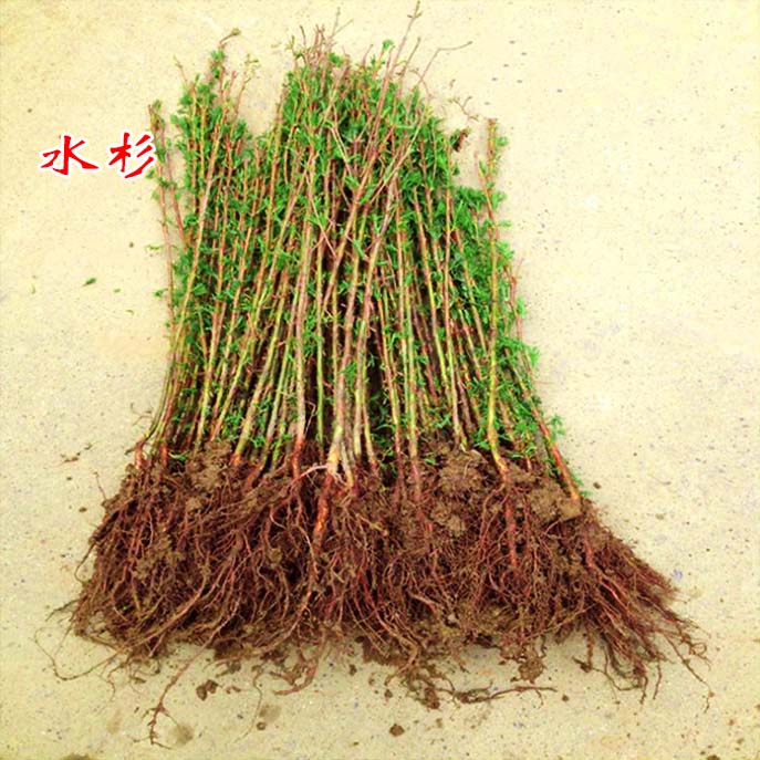 速生大型水杉树苗落羽杉长青杉树苗水杉小苗农田水边庭院道路种植