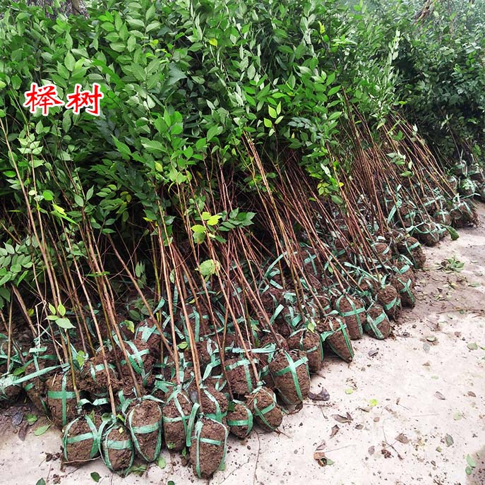 正宗小叶庭院绿化苗木红榉树苗