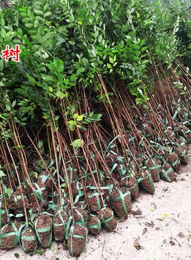 正宗小叶庭院绿化苗木红榉树苗