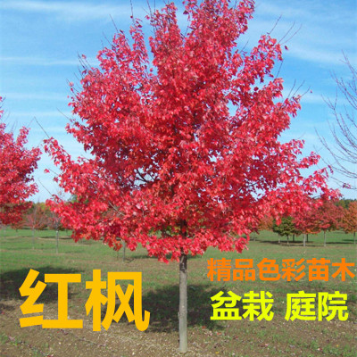 红枫树苗盆景日本红枫美国红枫中国红庭院园林绿化红枫红舞姬盆栽