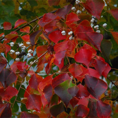 珍稀植物乌桕树 菩提树苗，基地直销 优质乌桕树苗包邮