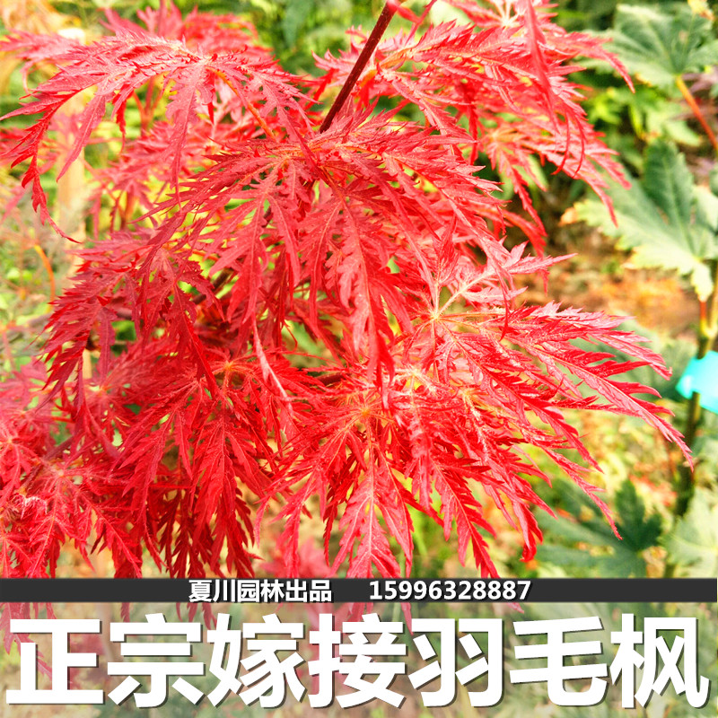 庭院植物盆栽绿化红枫树苗