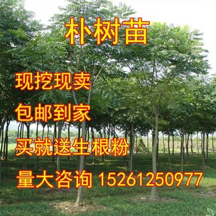 拆迁占地苗工程绿化苗庭院行道树苗朴树苗 朴树树苗 朴树小苗
