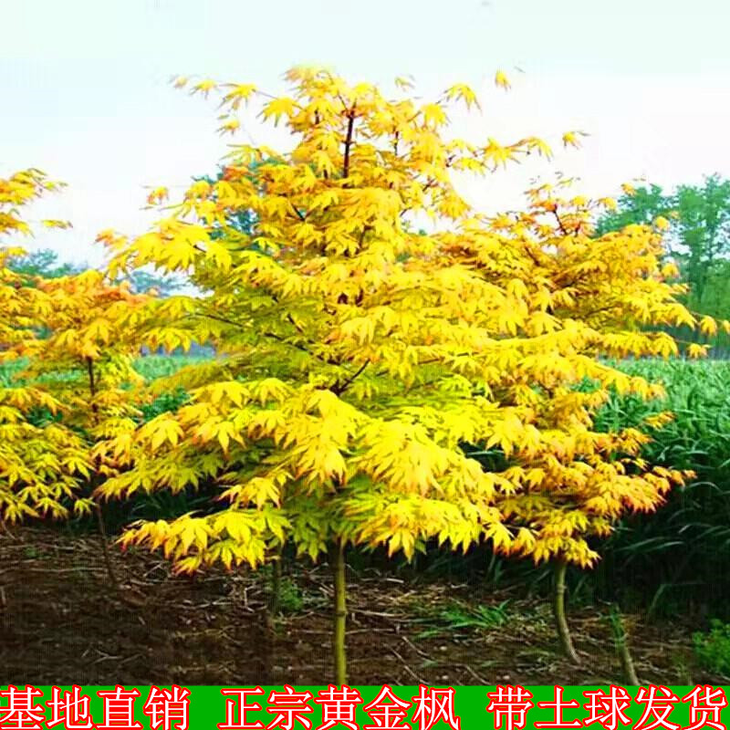 黄金枫树苗正宗橙之梦红枫三季红日本黄金枫树苗盆栽风景树苗包邮