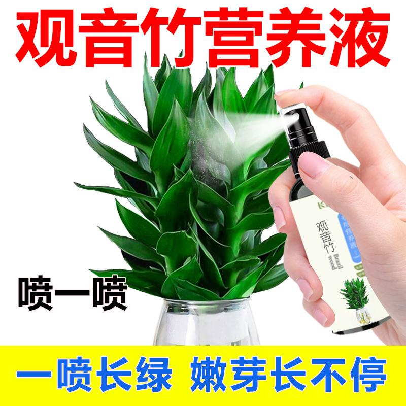 观音竹专用营养液叶子发黄水培带根免稀释专用肥料植物盆栽营养液