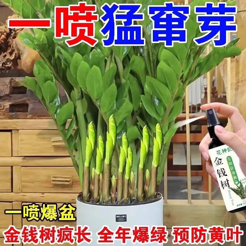 金钱树专用营养液肥料防黄叶落叶烂根一喷绿生根促开花免稀释