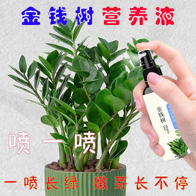 【一喷爆芽】金钱树营养液催芽防黄叶烂根液体肥生根爆芽专用肥