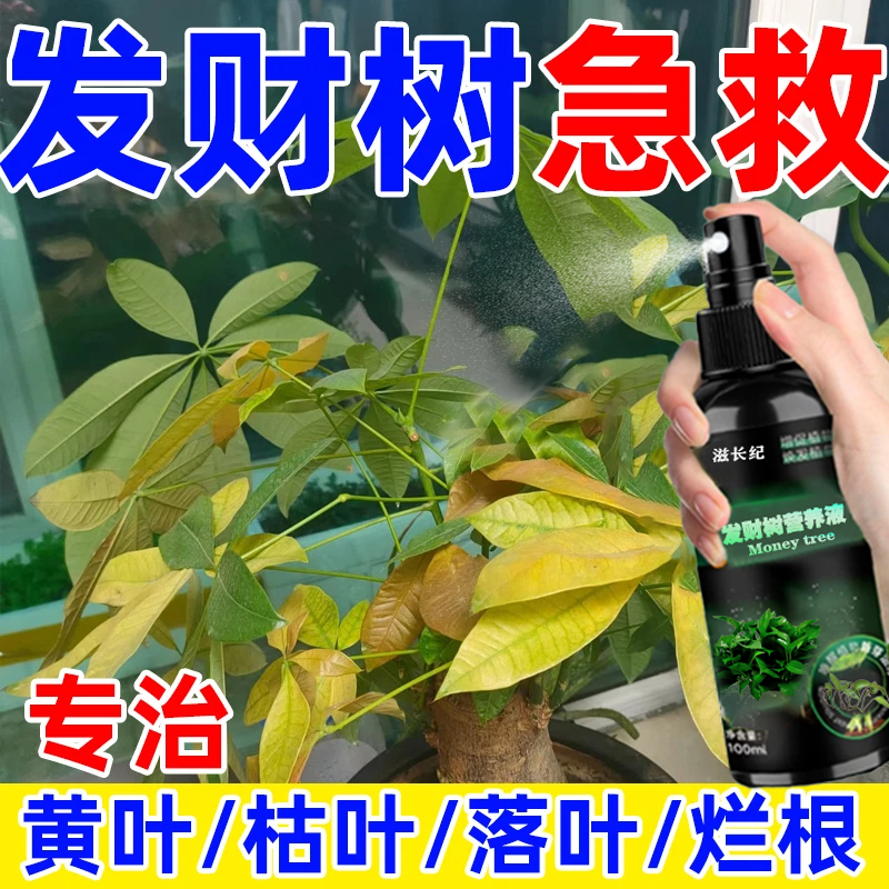 金钱树叶子枯黄掉叶专用营养液发财树肥料专用肥防黄叶落叶烂根
