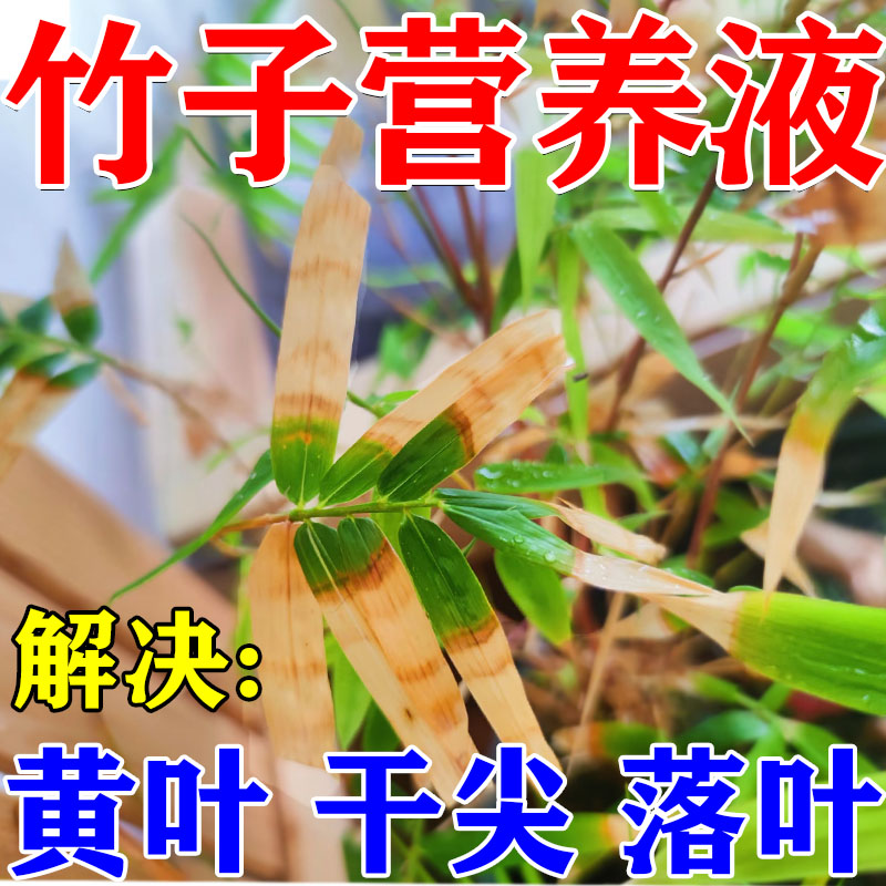 竹子营养液专用肥料防干尖黄叶病小叶簕竹夏威夷南天竹佛肚竹盆栽
