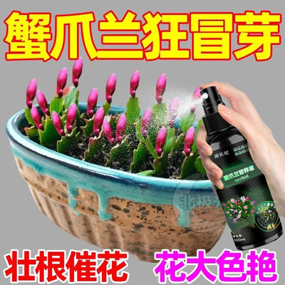 蟹爪兰专用营养液防白斑病炭疽病烂根病叶枯病一喷绿蟹爪兰专用肥