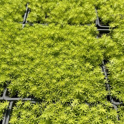 黄金佛甲草过路黄耐寒地