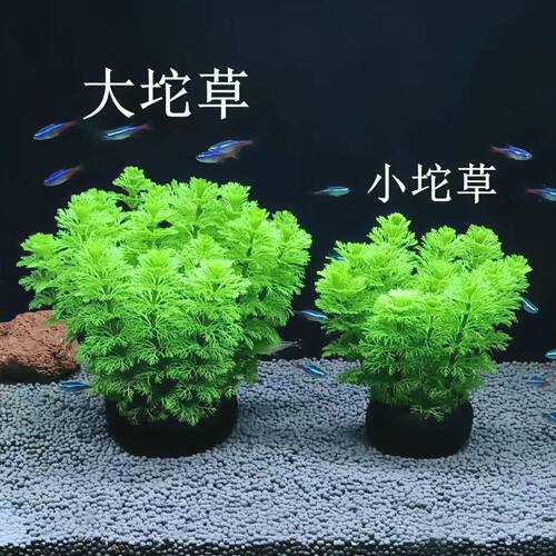 小宝塔坨草火焰丁香黄金