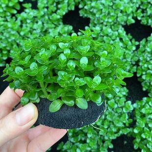 虎耳水草带原生基免固定入缸秒成景鱼缸造景好养活新手懒人活体