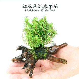 饰水质水族箱水草多头沉木好养活植物原生缸热带鱼 有茎生态增氧装