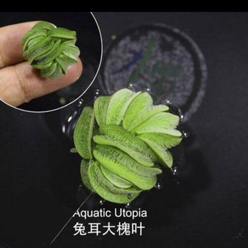 兔耳萍净化水质鱼缸养龟