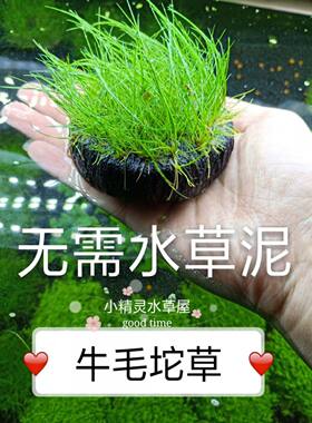 鱼缸草缸造景前普通牛毛