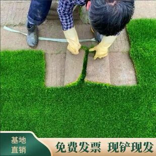 真草坪带土地毯草别墅庭院工程绿化矮生马尼拉草坪耐旱好养活户外