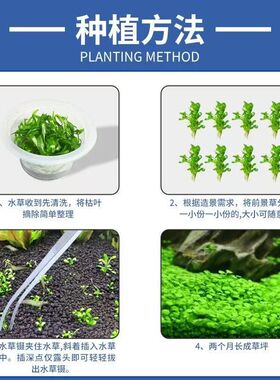 红色造景懒人水草豹纹血心兰套餐丁香无需鱼缸后景植物淡水下造景