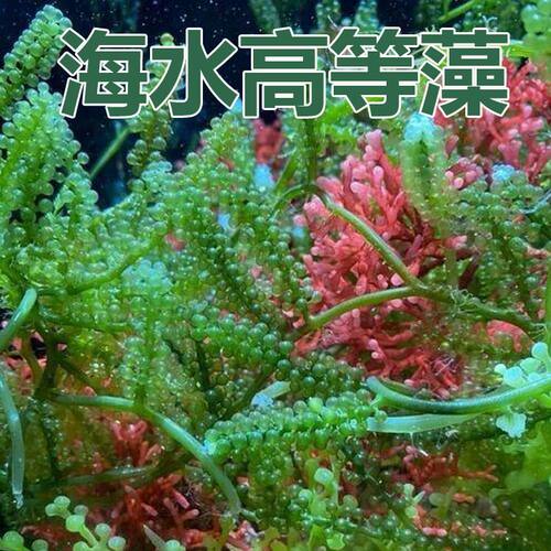 海藻高等藻绿葡萄藻钢丝