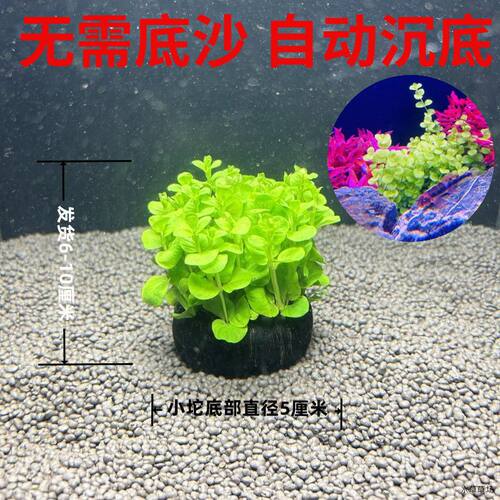 绿金钱真水草净化水质增