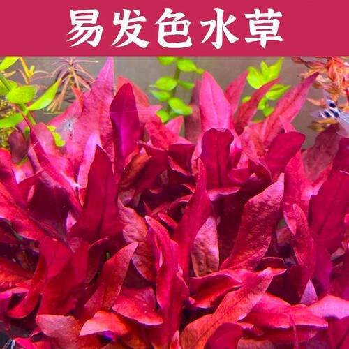 新手懒人水草坨草鱼缸造