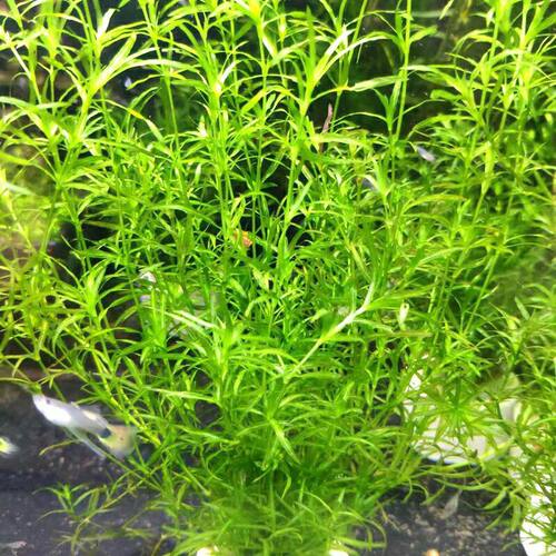 水草印度小竹节新手好养