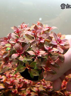 新手红色好养紫红丁香坨草紫叶红叶水草后景懒人鱼缸净化增氧淡水