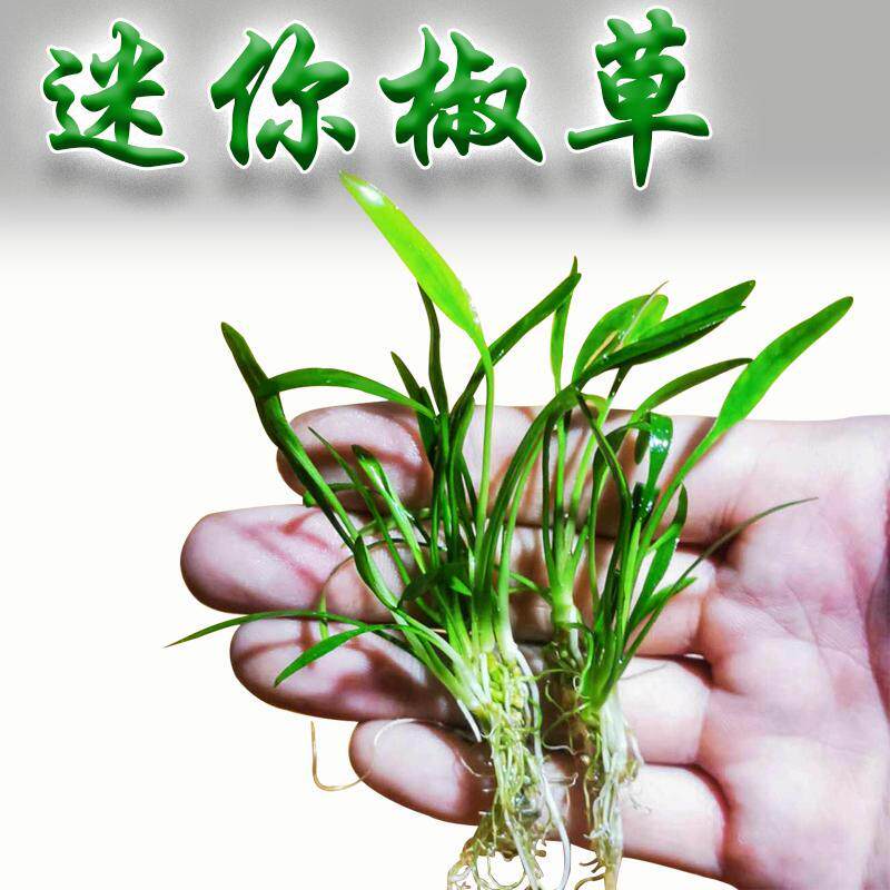 鱼缸造景前景活体水草前景 迷你椒草 可以蔓延成草皮 阴性水草