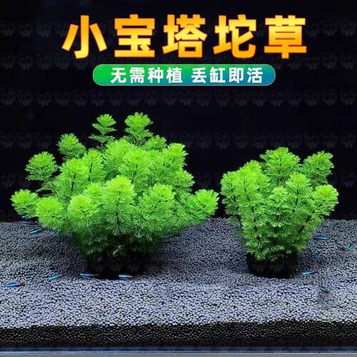 小宝塔绿菊羽毛坨草增氧