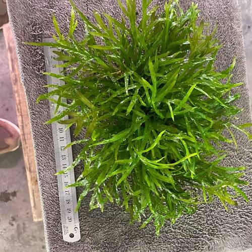 ADA叉叶铁皇冠水草淡水植
