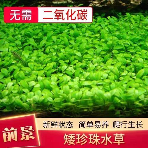 日本珍珠水草懒人鱼缸活