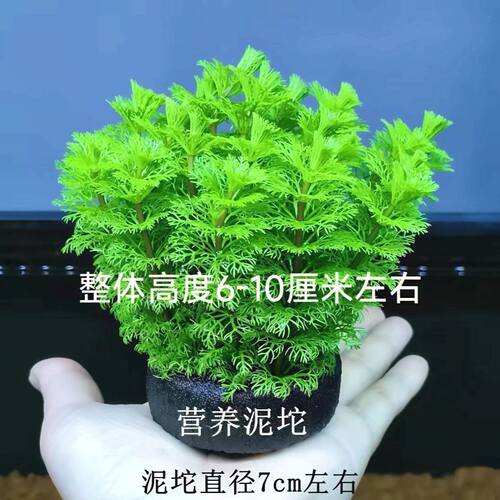 火焰丁香坨草小宝塔黄金