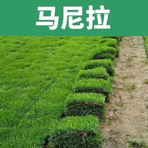 草坪真草皮带泥土花园别