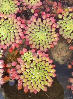水上烟花烟火危地马拉水