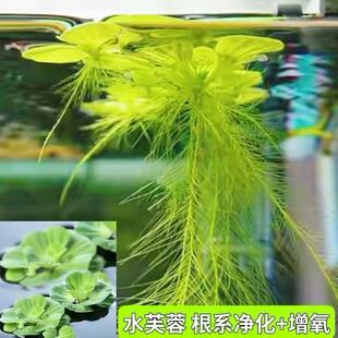 水生植物造景水芙蓉浮萍鱼缸养鱼水草高效净水养护懒人水培大长根