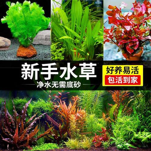 水草植物鱼缸真草造景生