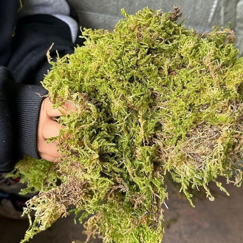 干苔藓黄绿色青苔寄居蟹