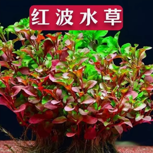 红波水草活体真植物新手好养鱼缸造景阴性水草增氧净水中后景草 - 封面