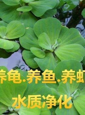 水芙蓉净化植物培养鱼水